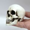 Scan from Tower of London Raven Skull